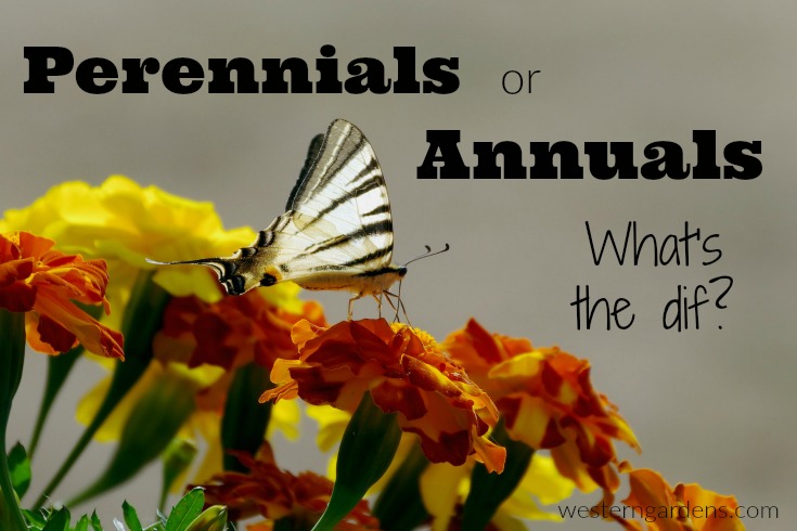 difference between perennials and annuals