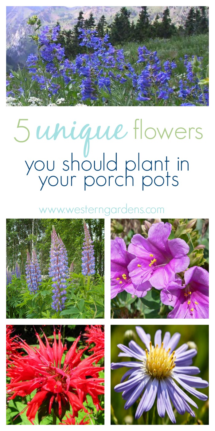 Need some beautiful, new plants for your porch pots? Try these 5 native Utah plants to freshen up your outdoor decor!