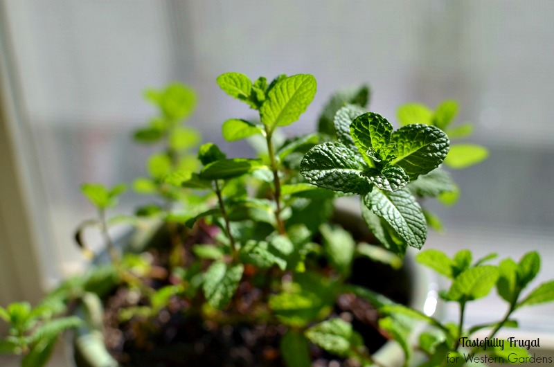 Want to start an herb garden? Here are 5 Dos and Don'ts to help get you started!