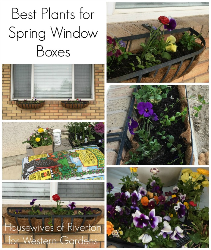 The best plants for your spring window boxes! Flowers that will survive sun and snow.