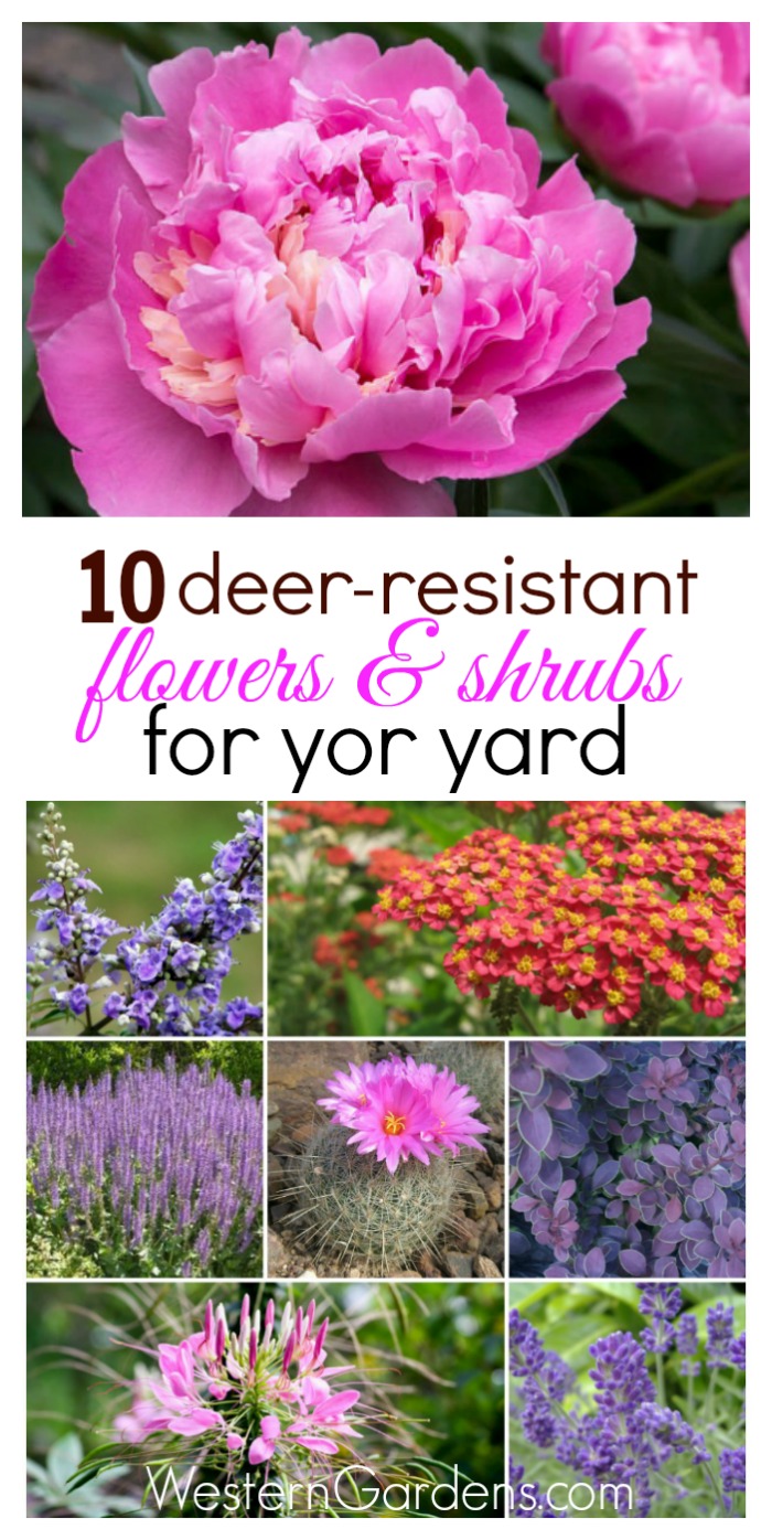 Are deer eating everything you plant? Try these 10 deer-resistant plants, your landscape will thank you!