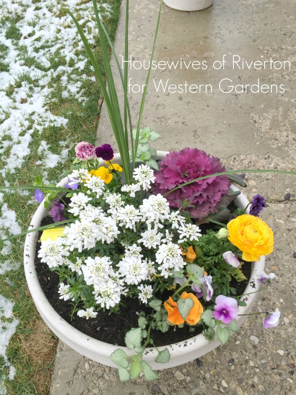 8 Tips for planting early spring flower pots, to help pull your yard out of the winter blues and into the happy colors of spring!