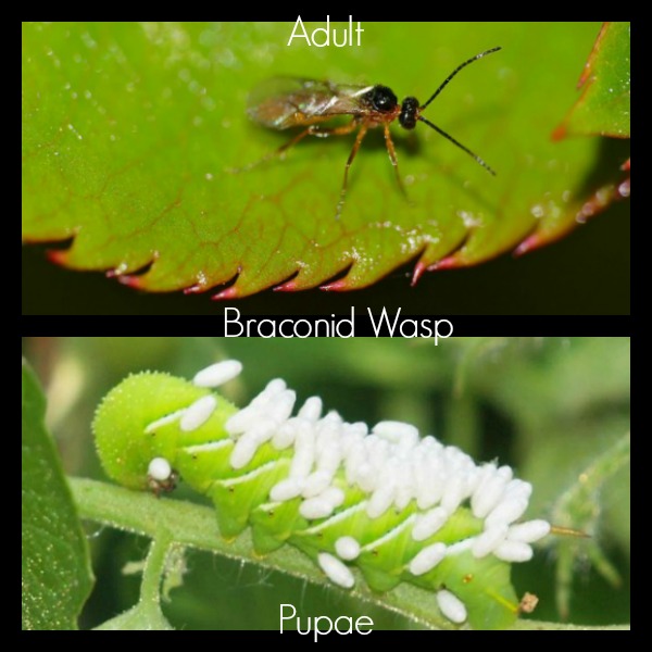 Braconid wasps lay their eggs in caterpillars