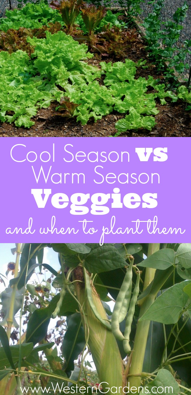 Do you know when to plant your veggies? (Hint: cool and warm season veggies aren't planted at the same time!) These handy lists will tell you what's what and when to plant!
