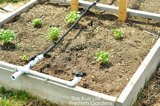5 Reasons you need Drip Irrigation www.westerngardens.com