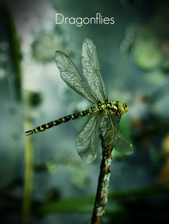 Dragonflies love pests like mosquitoes