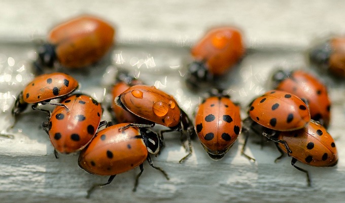 Ladybugs are definitely beneficial for your garden