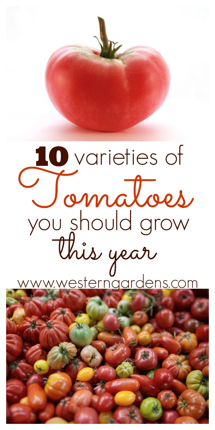 10 tomato varieties you should grow this year. Unique and delicious tomatoes that you can't beat!