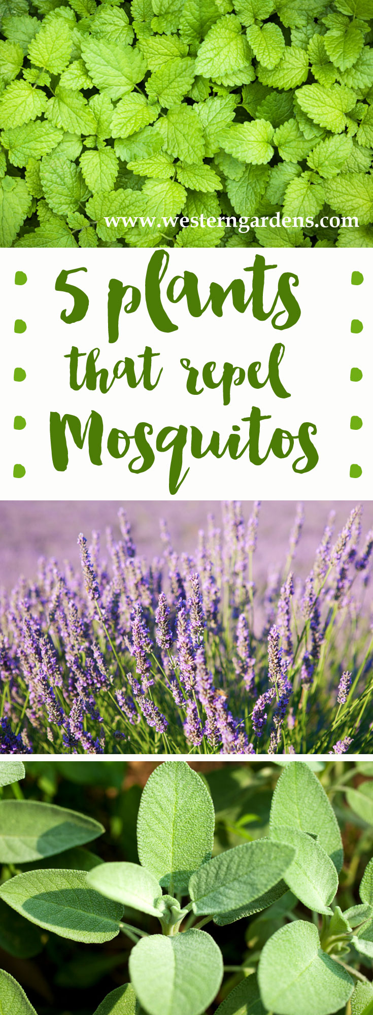 5 Plants that Repel Mosquitoes - www.westerngardens.com