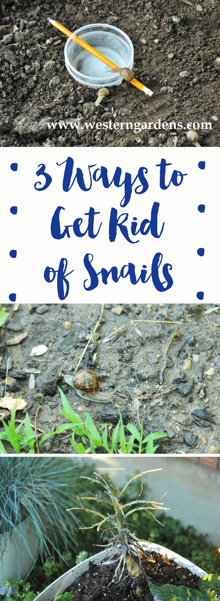 3 easy & cheap Ways to Get Rid of Snails, safe for pets and wildlife! www.westerngardens.com