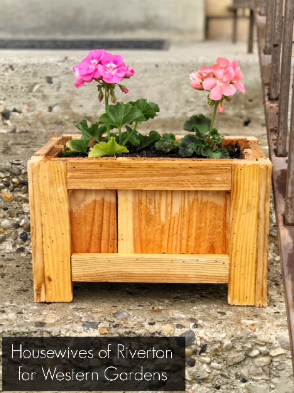 Geraniums in a planter box for your porch