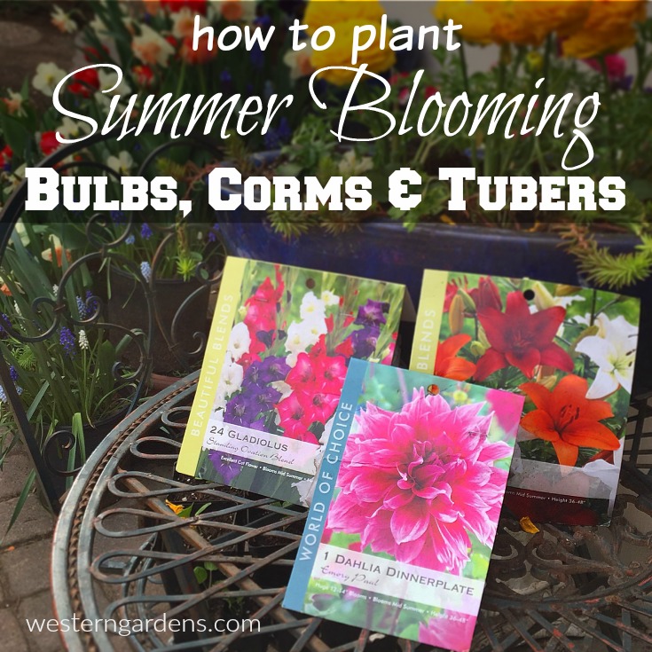 How to plant summer blooming bulbs, corms, and tubers.