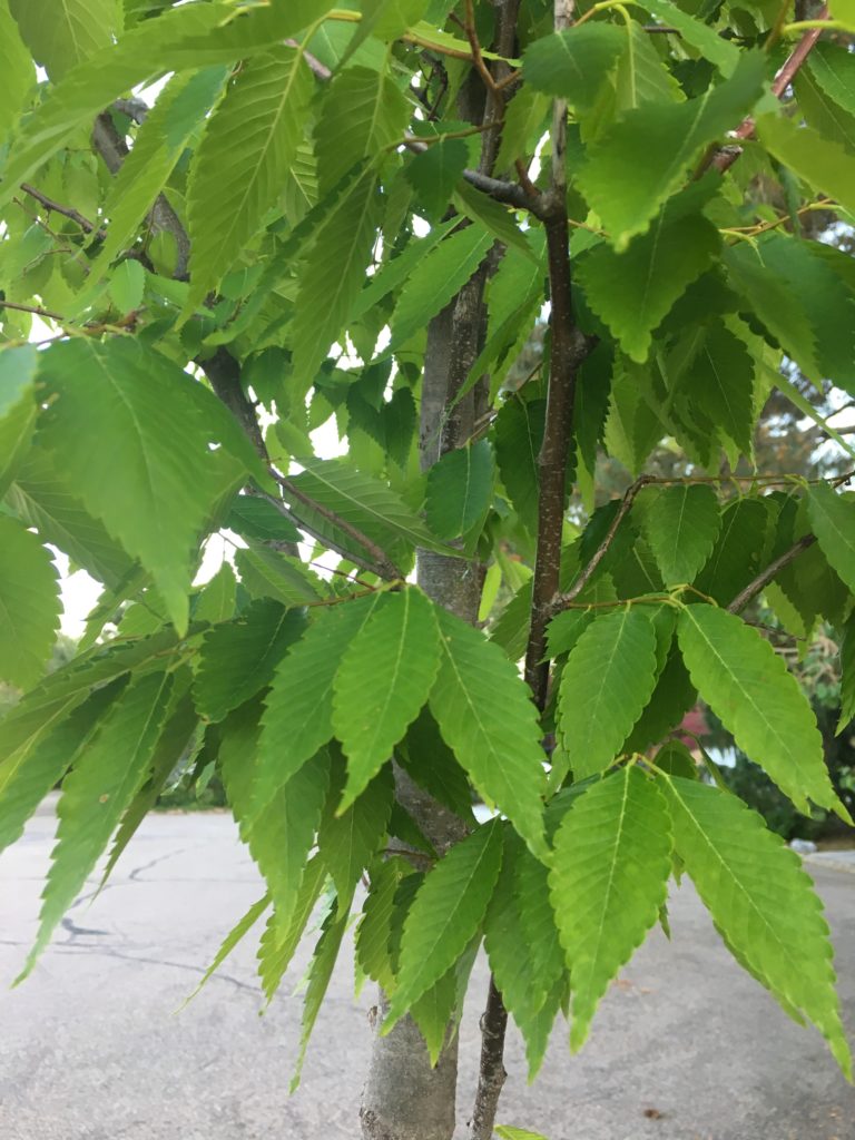 Leaf of the Japanese Zelcova looks similar to Elm leaf, but is more disease resistant.