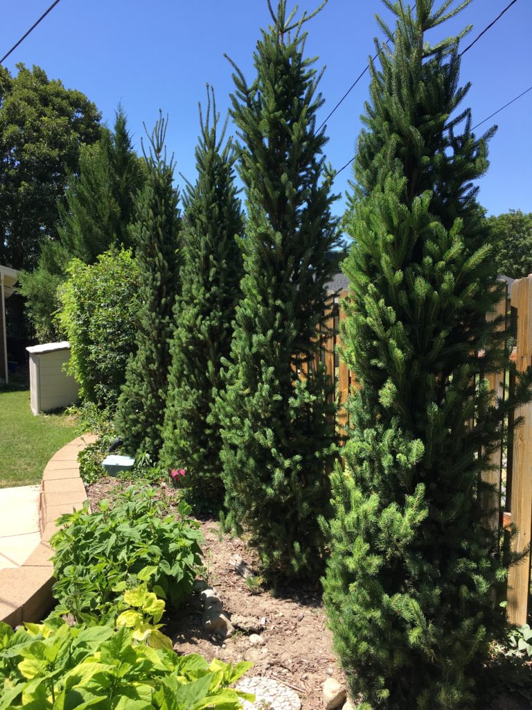 Columnar Norway spruces make a good green privacy screen.