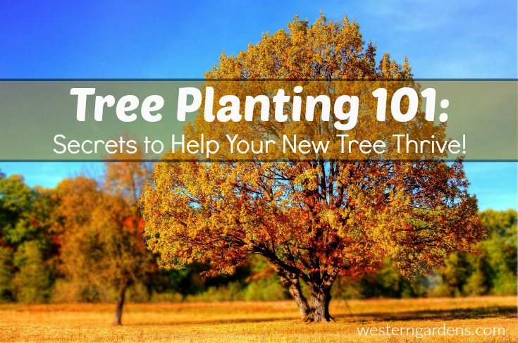 Planting New Trees 101: Don't forget the basics!