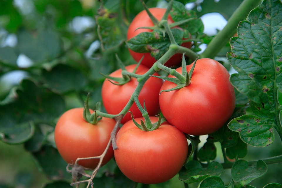 Some varieties of tomatoes are good vegetables to plant in July and August in your garden.