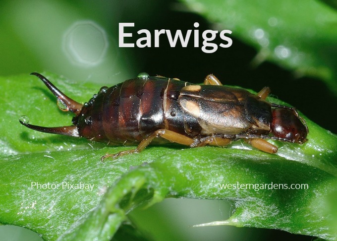 earwigs are harmful but also beneficial