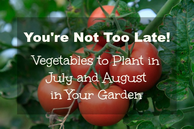 It's not too late to plant a vegetable garden in July and August.