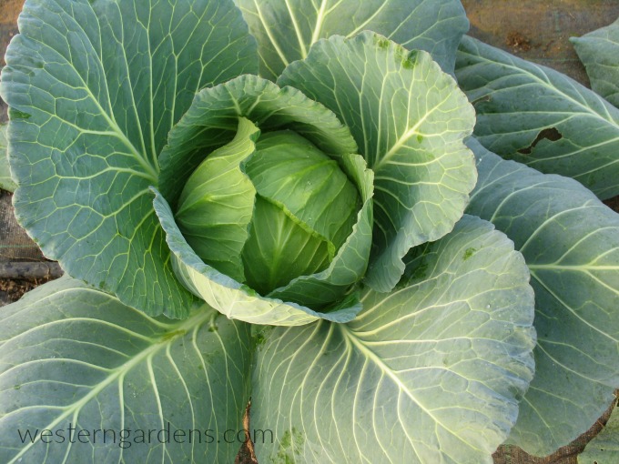 cabbage is a good green vegetable with lots of nutrients