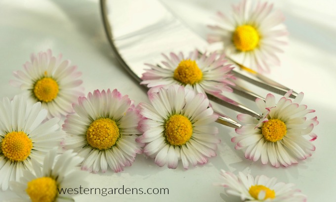 Eat some tasty daisies.