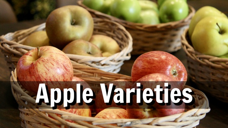 How to choose an apple tree with the right variety of apple for your needs.