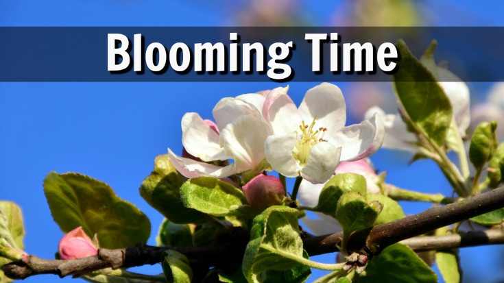 The blooming time of apple trees is important to pollinate the blossoms.