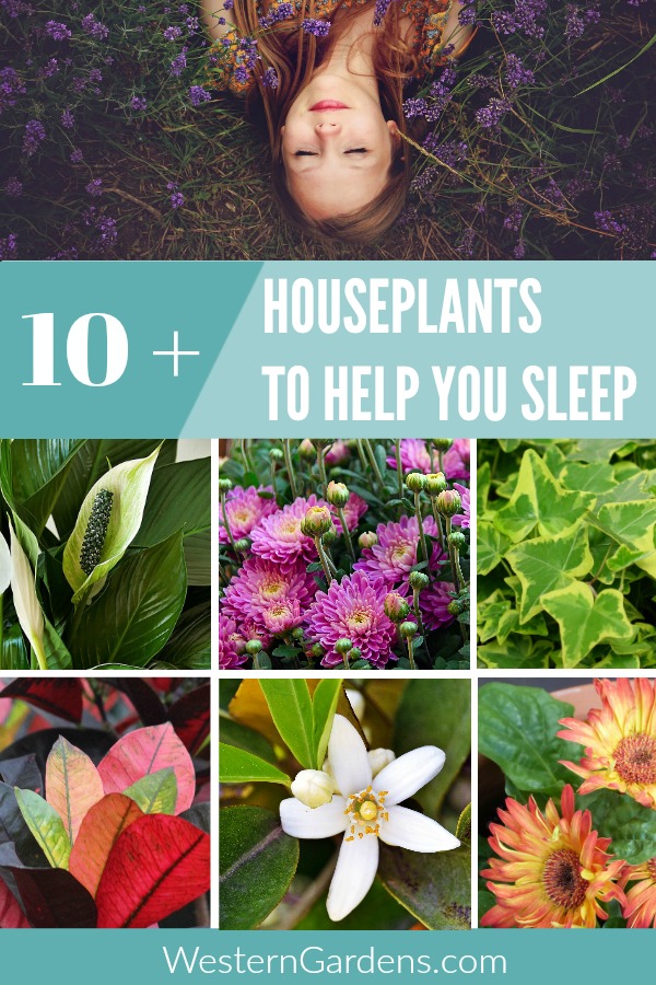 better sleep with utah houseplants