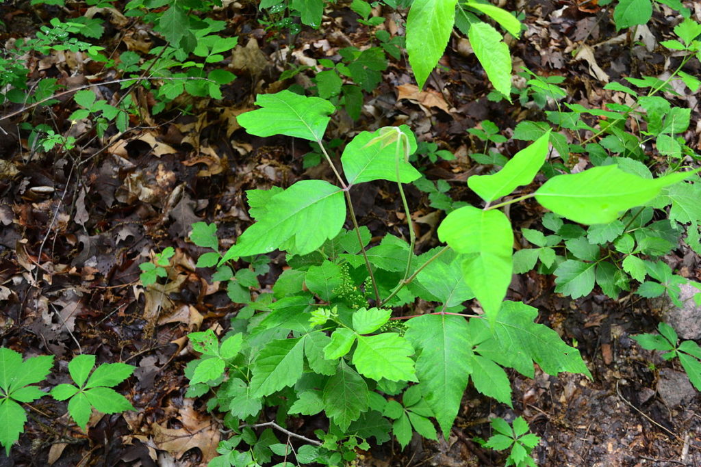Poison Ivy grows in leaves of three. Do not touch poison ivy.