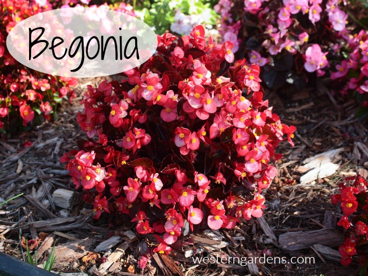 Begonia annual in Utah