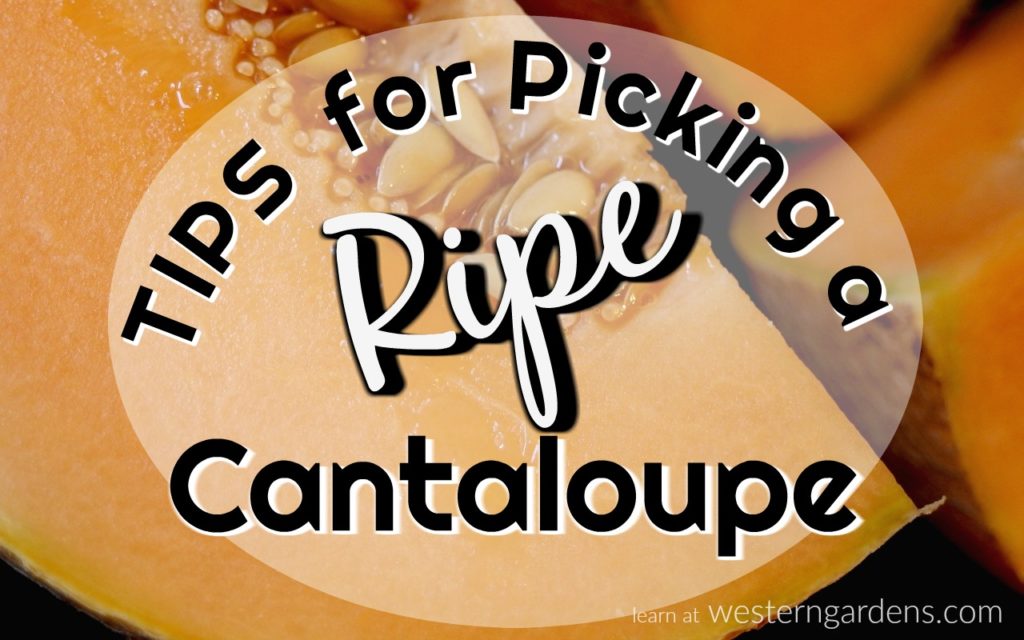 tips for picking ripe cantaloupe