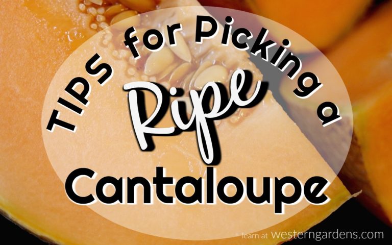 3 Simple Tips For Picking Ripe Cantaloupe Western Garden Centers
