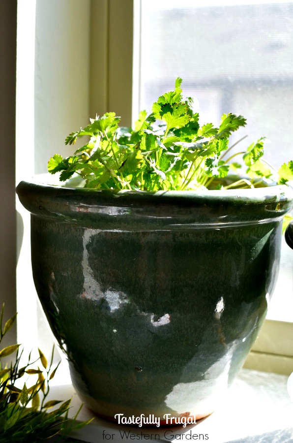 Want to start an herb garden? Here are 5 Dos and Don'ts to help get you started!