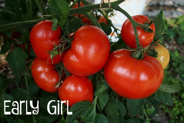 Early Girl tomatoes are indeed one of the first varieties to mature