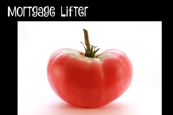 The Mortgage Lifter tomato is a productive variety