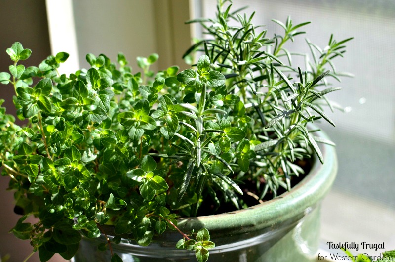 Want to start an herb garden? Here are 5 Dos and Don'ts to help get you started!