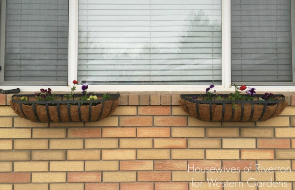 The best plants for your spring window boxes! Flowers that will survive sun and snow.