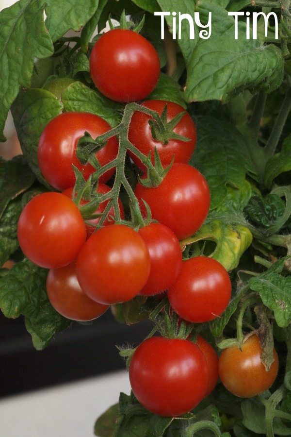 Tiny Tim tomatoes are produced on dwarf plants.