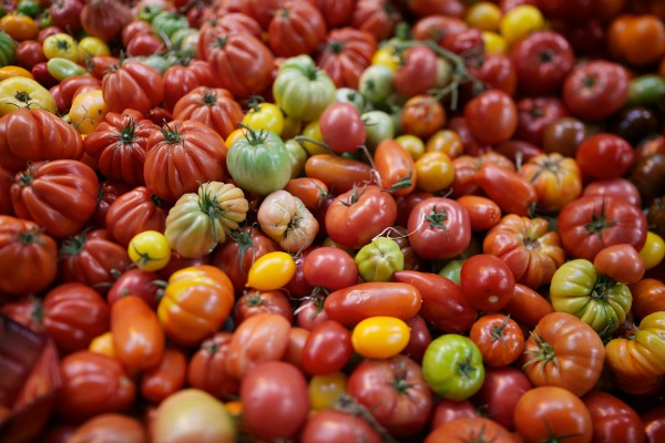Tomato varieties come in a variety of shapes, sizes and colors