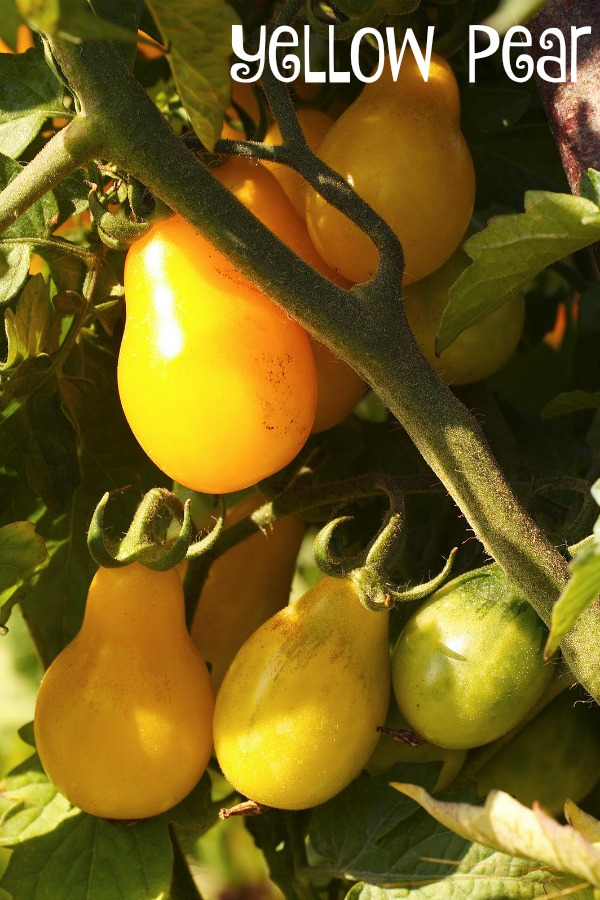 Yellow pear tomatoes are a small heirloom variety.