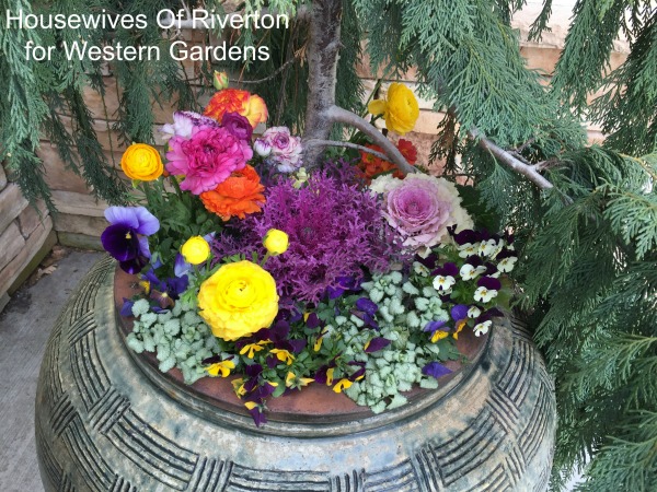 8 Tips Planting Early Spring Flower Pots Western Garden Centers