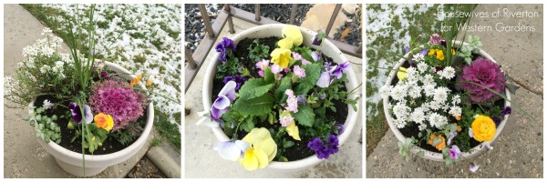 8 Tips for planting early spring flower pots, to help pull your yard out of the winter blues and into the happy colors of spring!