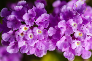 10 plants for beautiful hanging baskets- https://westerngardens.com/