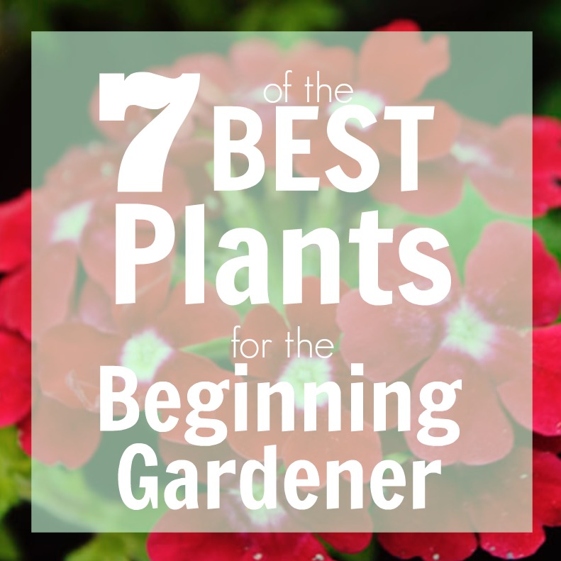 7 Best Flowers for Beginning Gardeners - Western Garden Centers