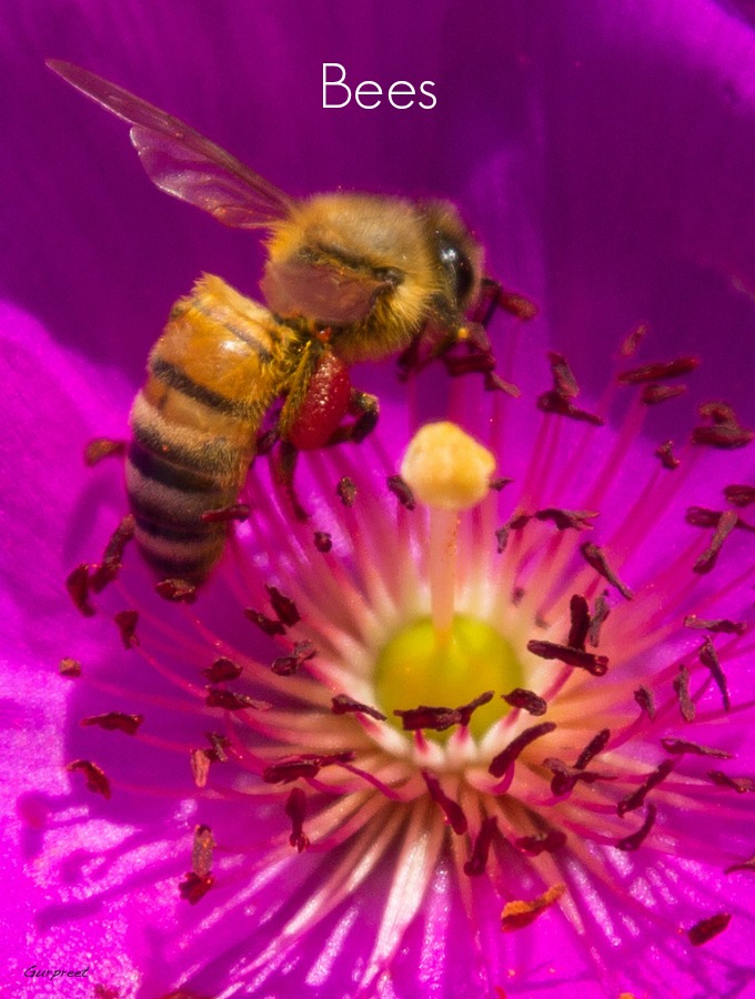 Bees will help pollinate many of your flowers