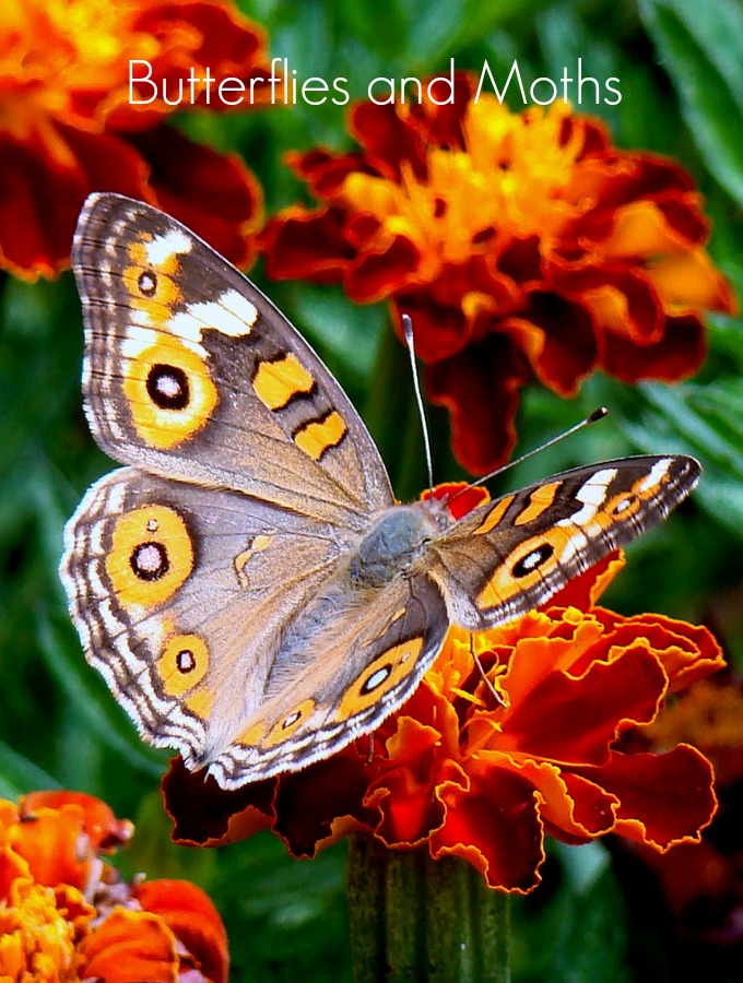 Butterflies and moths are good pollinators for your garden plants