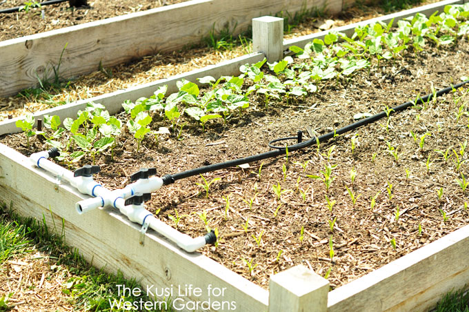 5 Reasons you need Drip Irrigation www.westerngardens.com