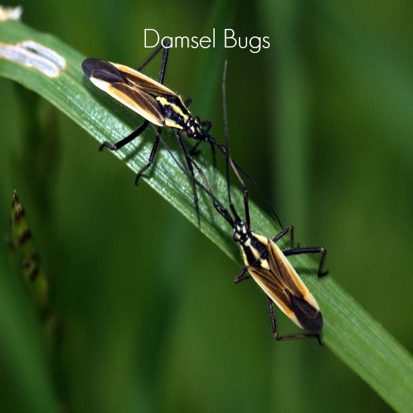 Damsel bugs are one type of beneficial insect