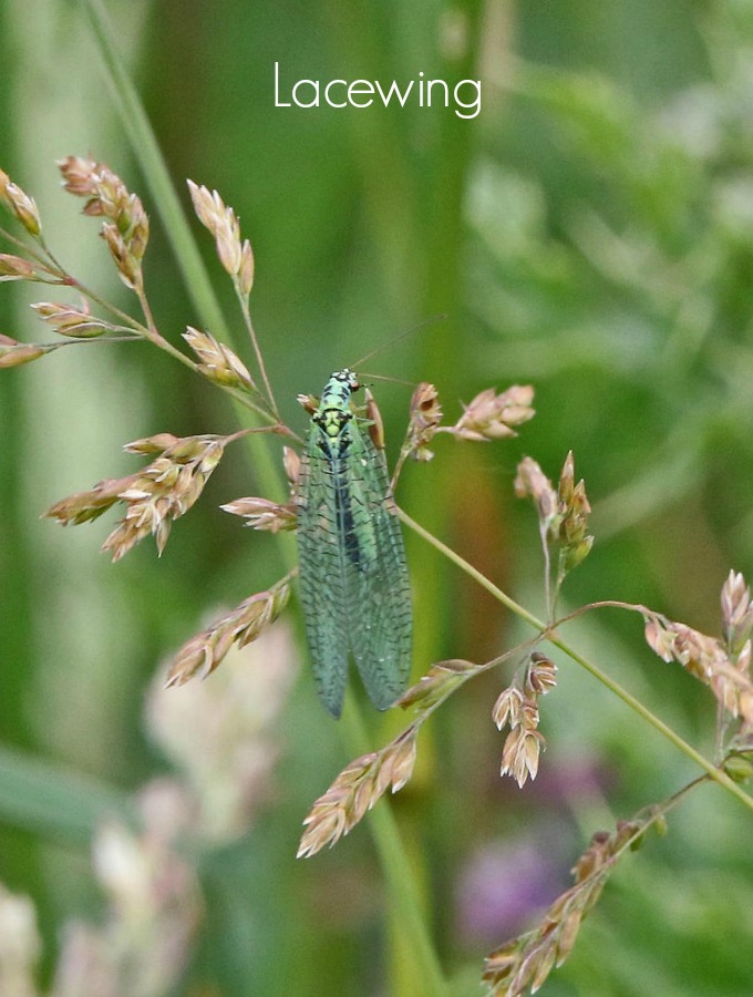 Lacewings will eat a large variety of harmful insects