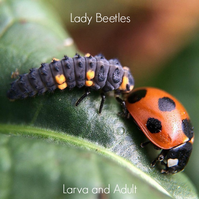 Both ladybug larva and adults are beneficial insects
