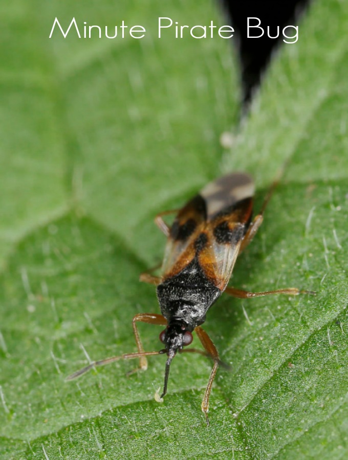 One insect that is beneficial in your garden is the minute pirate bug